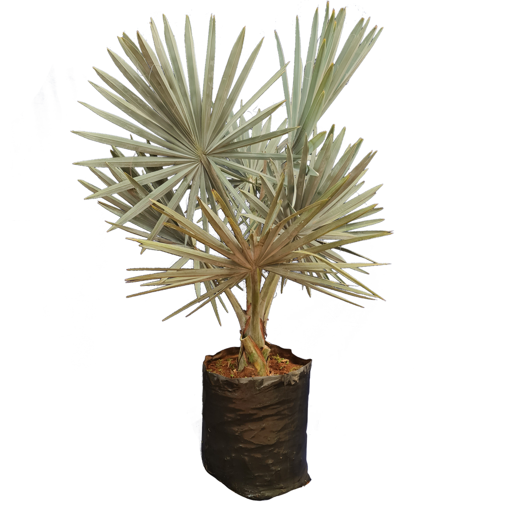 [PLPM BMSL BG 2121 43.5L H060 S060] Silver Bismarckia Palm, Bismarckia nobilis 'silver' (Polybag # 21x21, 43.5L, 2' ht)