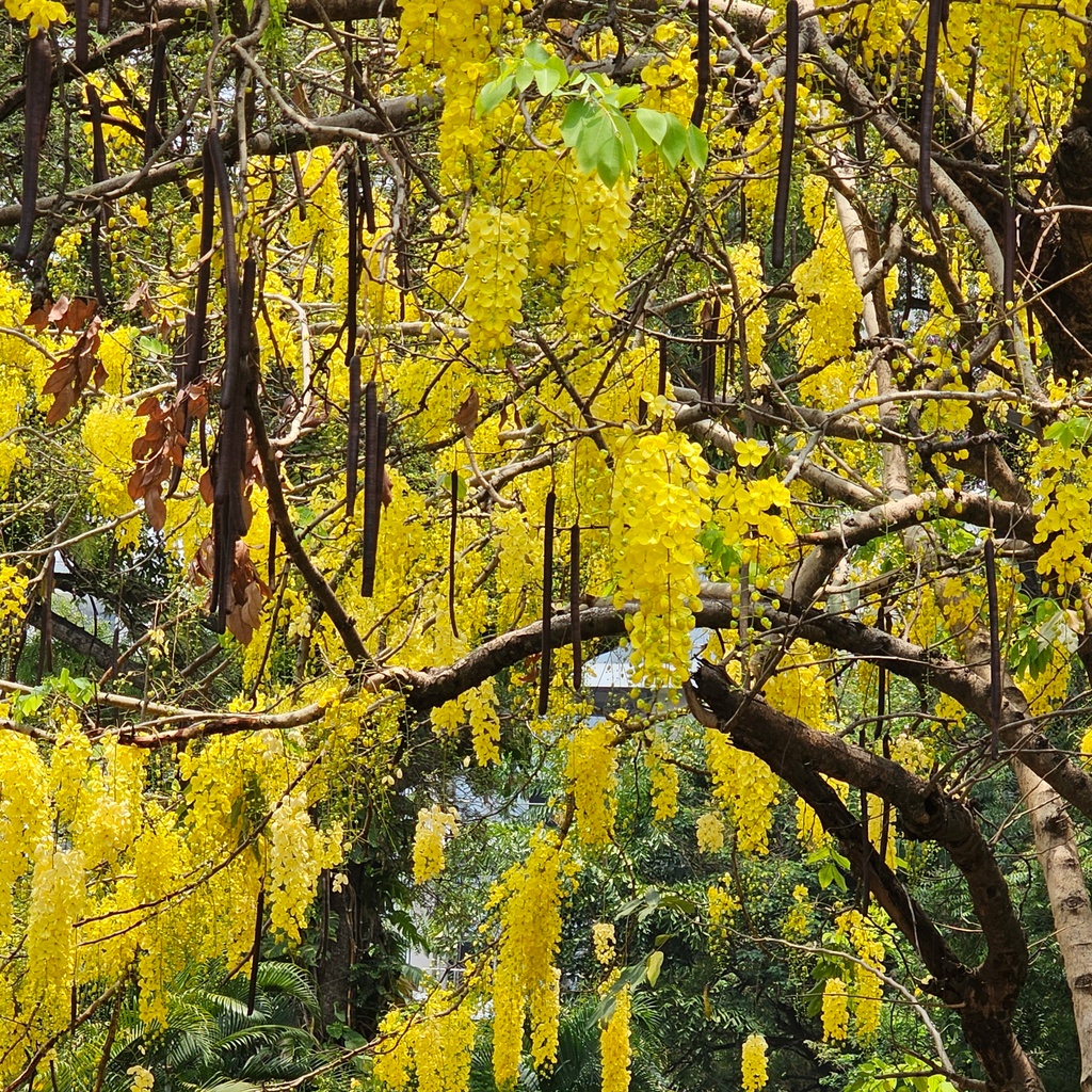 Bahava, Cassia fistula