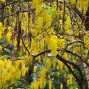 Bahava, Cassia fistula