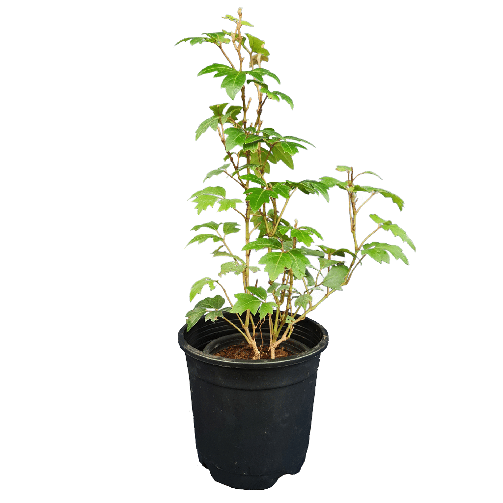 [PLCV CIRO PT 0010 785ml] Grape ivy, Cissus rhombifolia (Pot # 4'' 785ml)