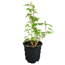 Grape ivy, Cissus rhombifolia