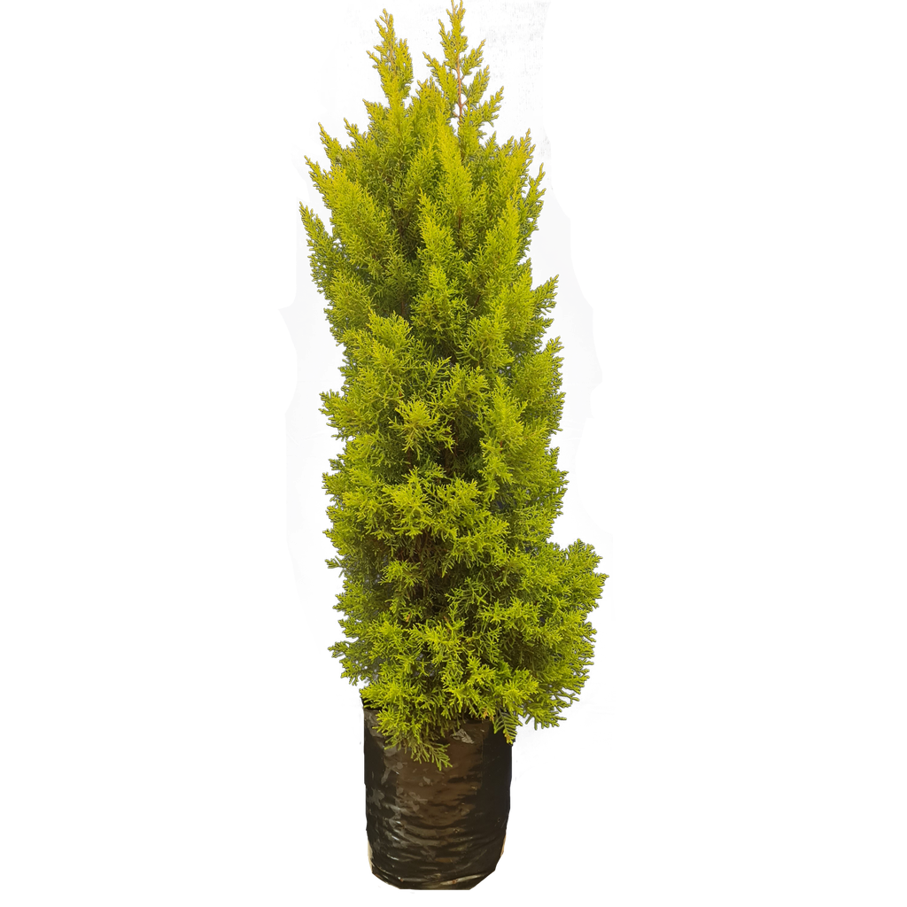 Cupressus golden , Cupressus macrocarpa