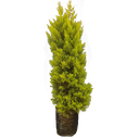 Cupressus golden , Cupressus macrocarpa
