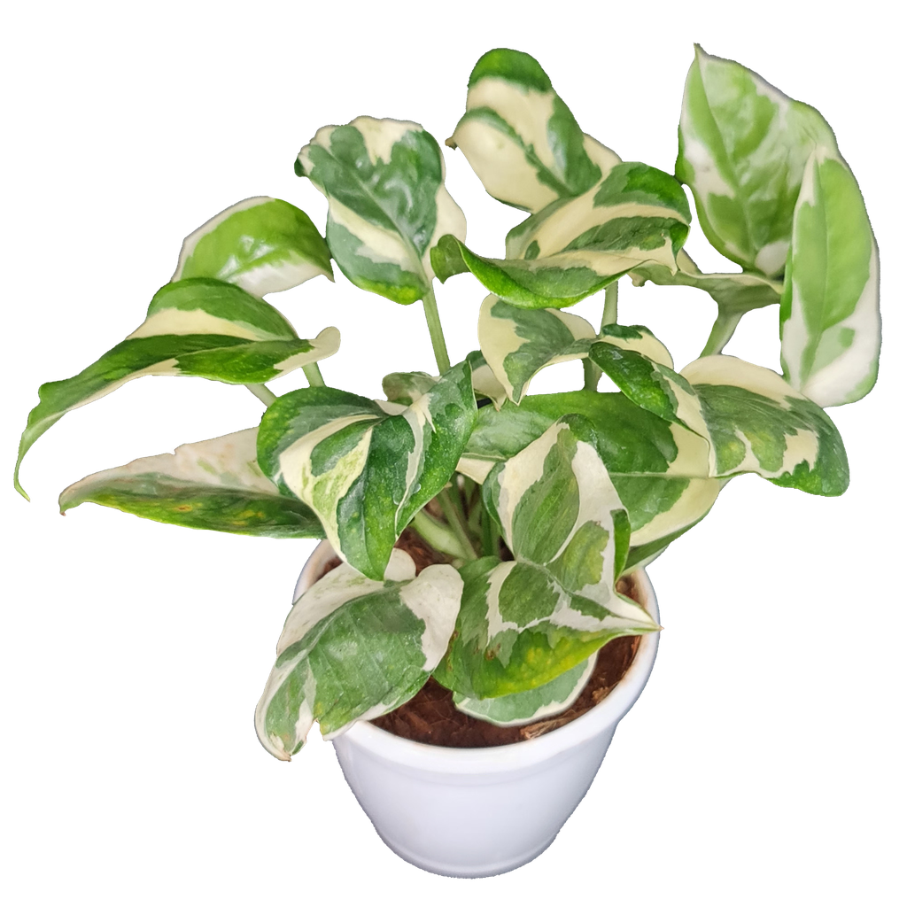 [PLCV EPNJ PT 0010 785ml] Scindapsus N’Joy, Epipremnum aureum 'N'Joy' (Pot # 4'' 785ml)