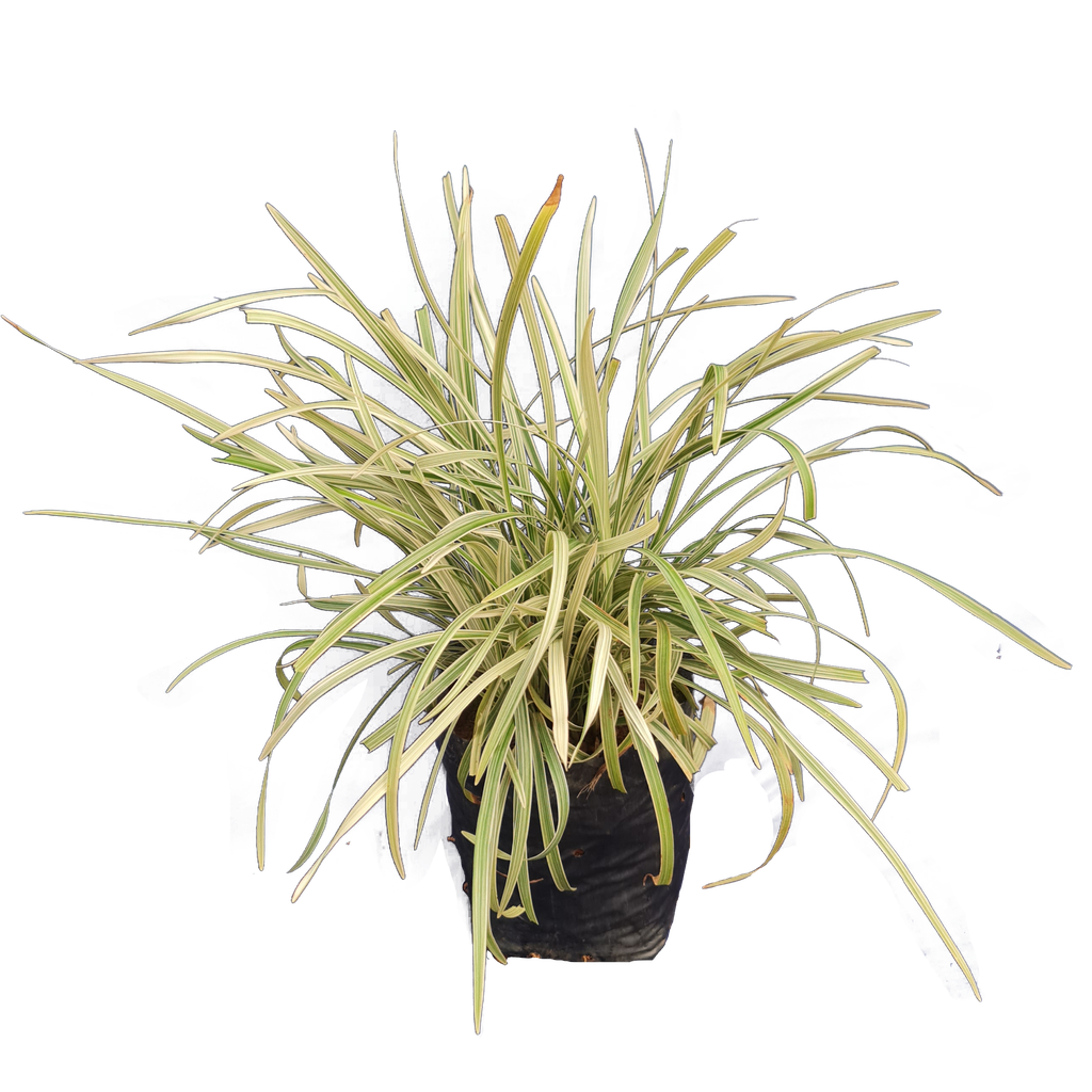 Ribbon grass, Ophiopogon jaburan 'Vittatus'