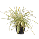 Ribbon grass, Ophiopogon jaburan 'Vittatus'