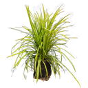 Ribbon grass, Ophiopogon jaburan green