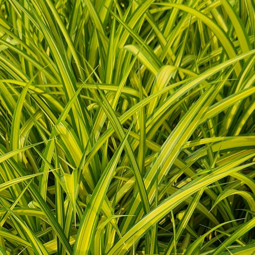 [PLGR PABP BG 0507 760ml H010] Gold-striped screwpine, Pandanus baptistii (Polybag # 5x7, 760ml, 3'' ht)