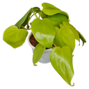 Oxy gold, Philodendron scandens aureum