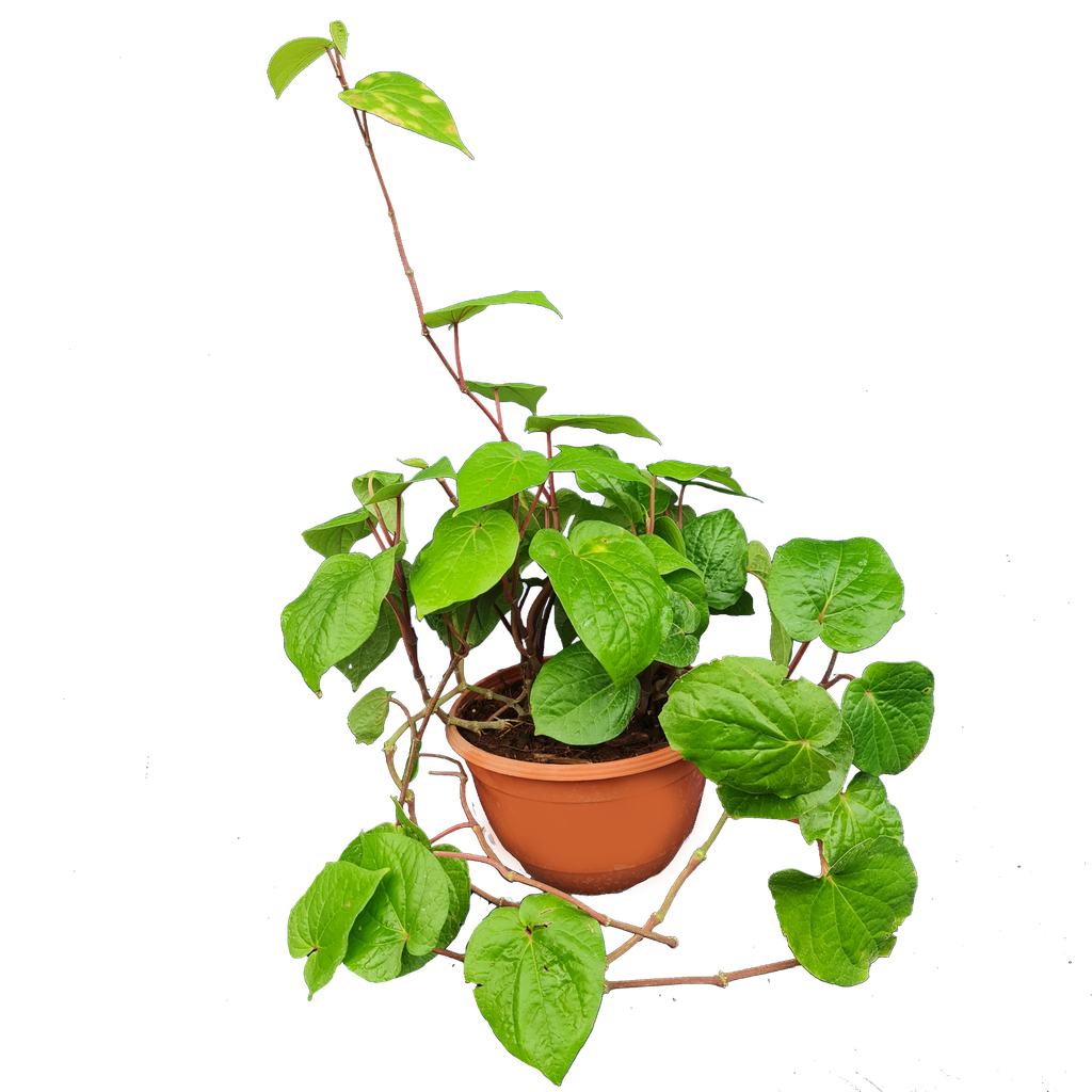 Kolkata paan, Piper betel