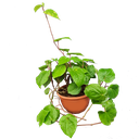 कोलकाता पान पायपर बीटल