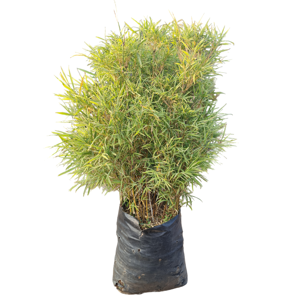 Varigated bamboo, Pleioblastus shibuyanus