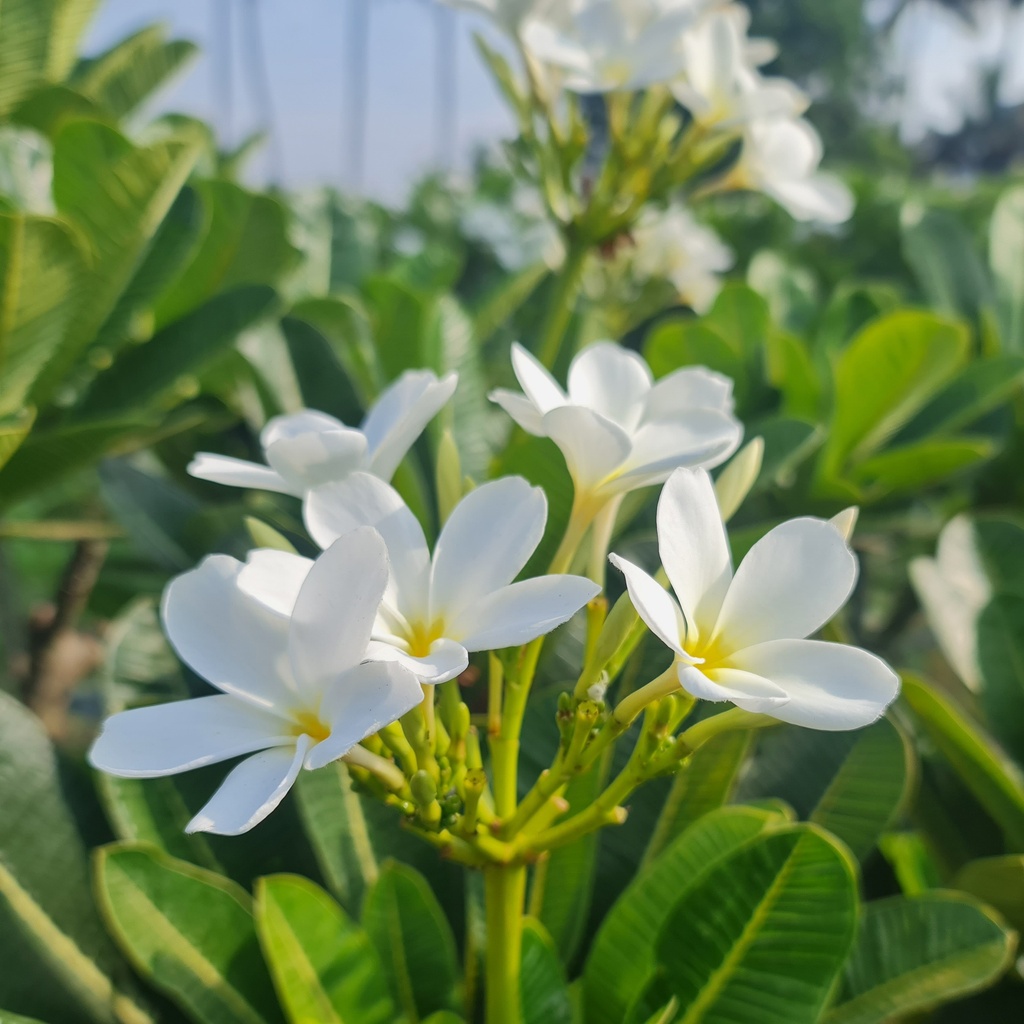 [PLTRPLOB BG 2525 61.5L H120 S090 C003] Champa, Frangipani, Temple tree, Plumeria obtusa (Polybag # 25x25, 61.5L, 4' ht)