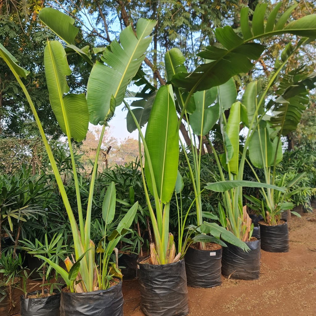 Traveller's palm, Ravenala madagascariensis