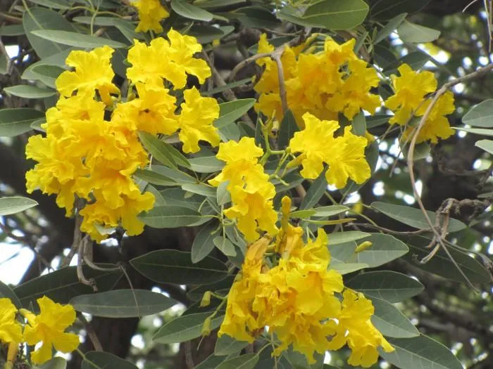 Silver trumpet Tree, Tabebuia argentea