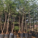 Madagascar almond, Terminalia mantaly