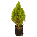Morpankhi, golden thuja, Thuja occidentalis