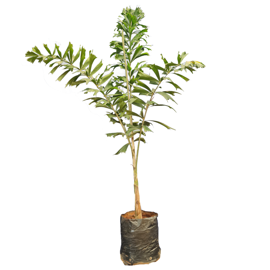 Foxtail palm, Wodyetia bifurcata