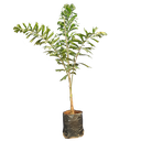 Foxtail palm, Wodyetia bifurcata