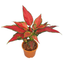 Aglaonema cherry baby