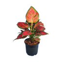 Aglaonema red valentine