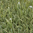 Variegated spider lily, Hymenocallis caribaea var.