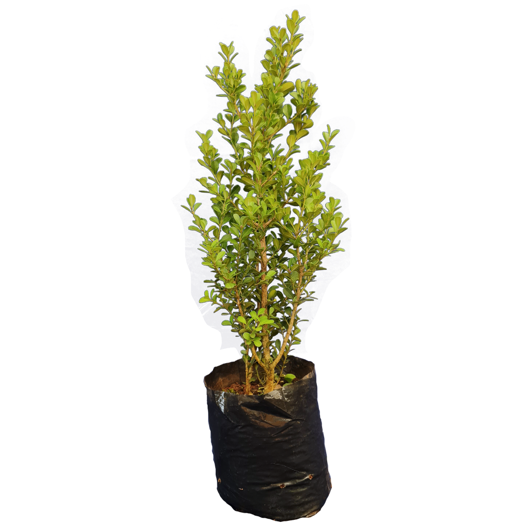 Boxwood, Buxus bodinieri