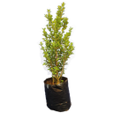 Boxwood, Buxus bodinieri