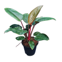 Philodendron “Imperial Red”