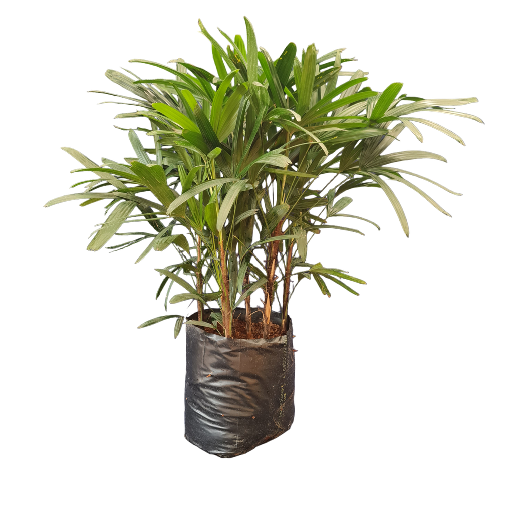 [PLPM RHEX BG 1010  3.9L H030] Lady palm, Rhapis Excelsa (Polybag # 10x10, 3.9L, 12'' ht)