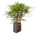 Lady palm, Rhapis Excelsa