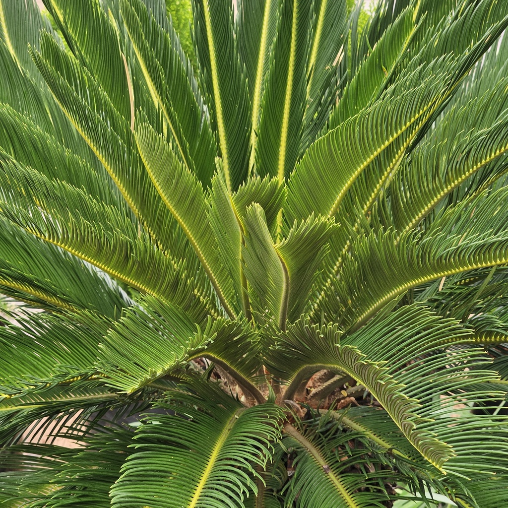 [PLPM CYRE BG 1214  9.6L H030] सेगो पाम, साइकस रेवोलूटा (पॉलीबैग: 12x14, 9.6L, 12'')