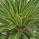Sago palm, Cycas revoluta