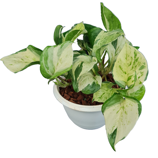 [PLCV EPMA PT 0021 6.5L] Epipremnum aureum 'Manjula' 