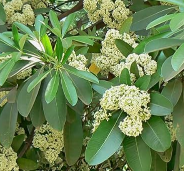 Saptaparni,Scholar tree, Blackboard tree, Alstonia scholaris