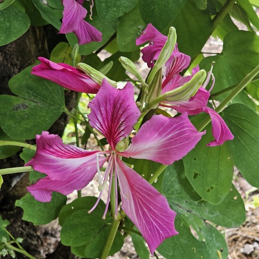 Kanchan, Apta, Purple Orchid Tree, Bauhinia purpurea