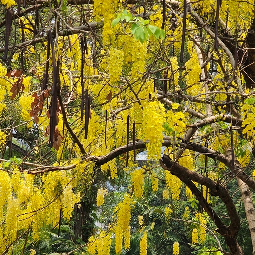 Bahava, Cassia fistula