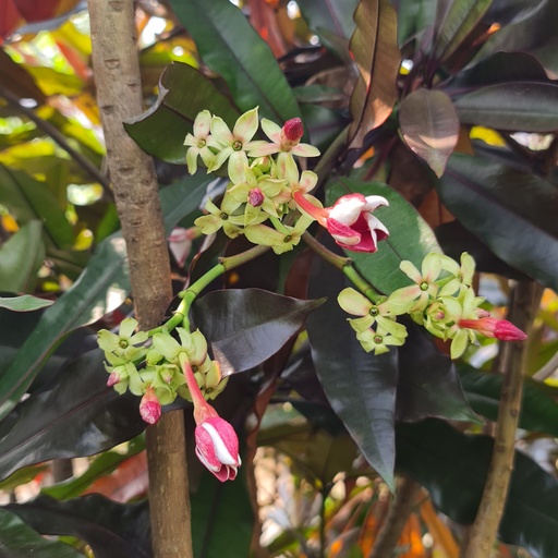 Red Pong Pong Tree, Cerbera odollam rubra