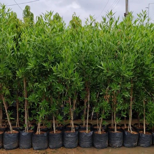 Buttonwood, Conocarpus erectus