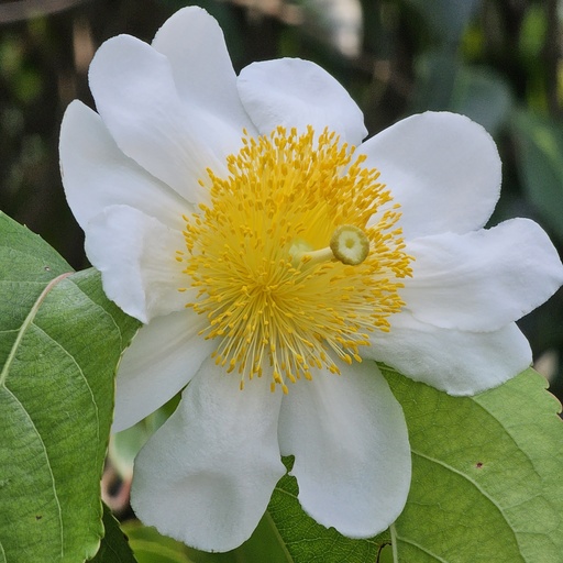 Fried egg tree, Oncoba spinosa