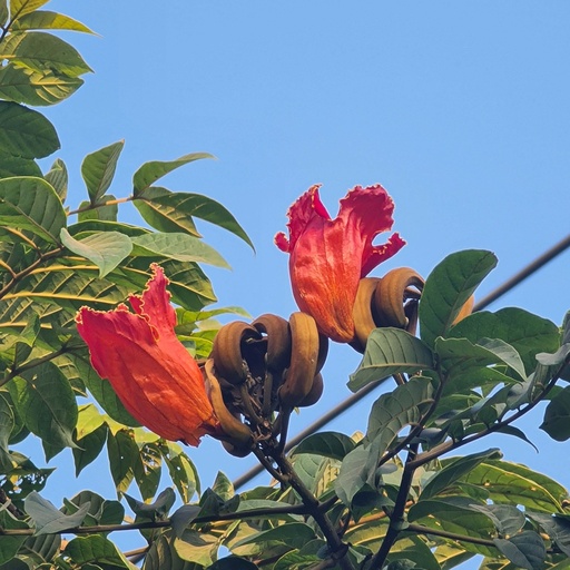 स्पँथोडीया कँम्पनुलाटा