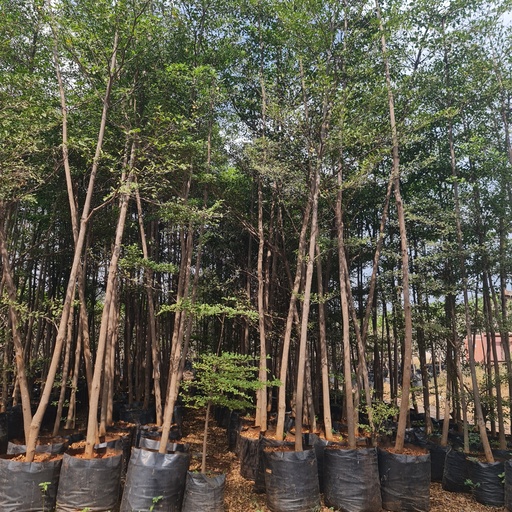 Madagascar almond, Terminalia mantaly