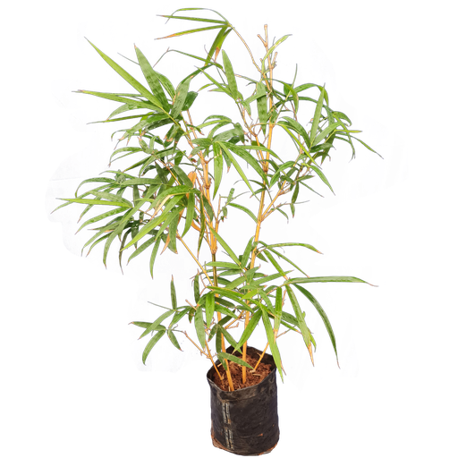 Golden bamboo, Bambusa vulgaris vittata