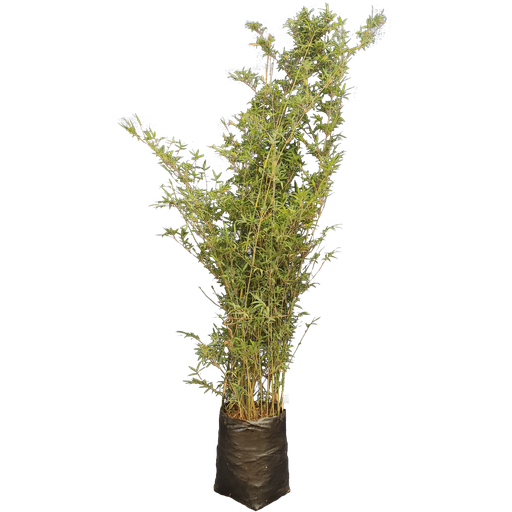 Painting bamboo, Thyrostachys siamensis