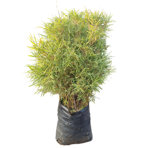 Varigated bamboo, Pleioblastus shibuyanus