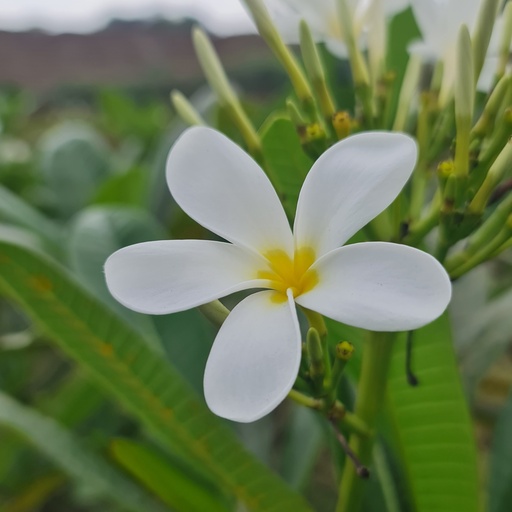 Champa, White Frangipani, Plumeria alba