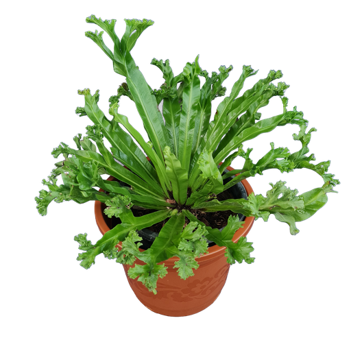 Bird's nest fern 'Leslie', Asplenium antiquum'Leslie'