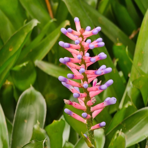 मैच स्टिक, एकमिया गेमोसेपाला