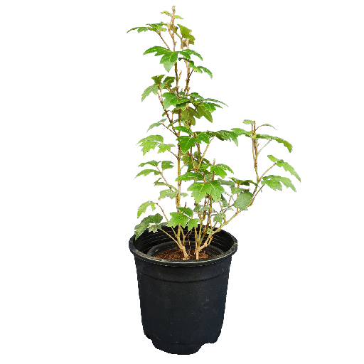 ग्रेप आइवी, सिसस रोम्बिफोलिया