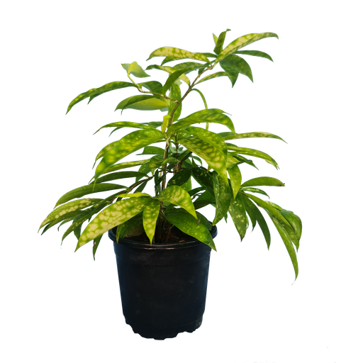 Spotted dracena, Dracena Surculosa